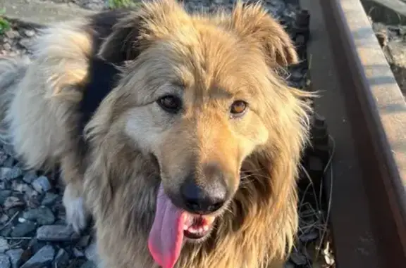 Пропала собака, Коммунальная 20А, Белоозёрский