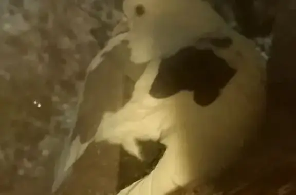 Голубь на подоконнике: 1-я Пол...