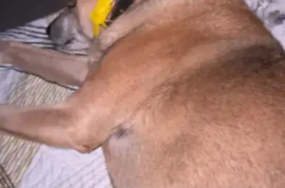 Пропала собака, Советская ул. 17, Балашиха