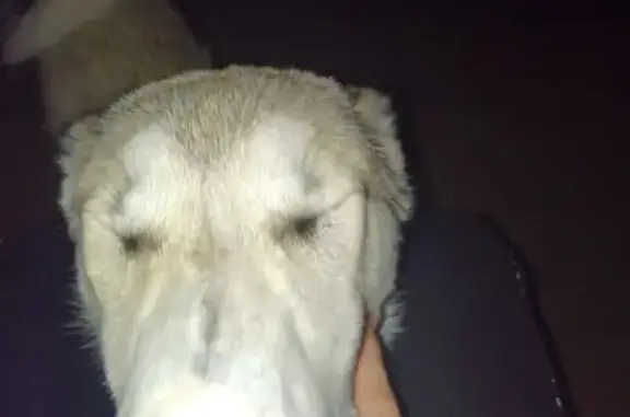 Пропала собака, Шумилова 29, Шадринск