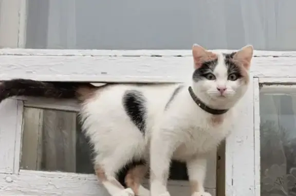 Пропала кошка, ул. Ленина 14, Остров