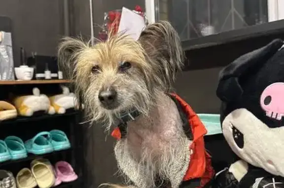 Найдена собака, Дубровицы, фото: Найдена собака в Дубровицах, 1