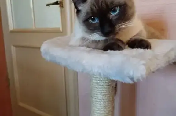 Пропала кошка, пр. Наставников, 5 к3