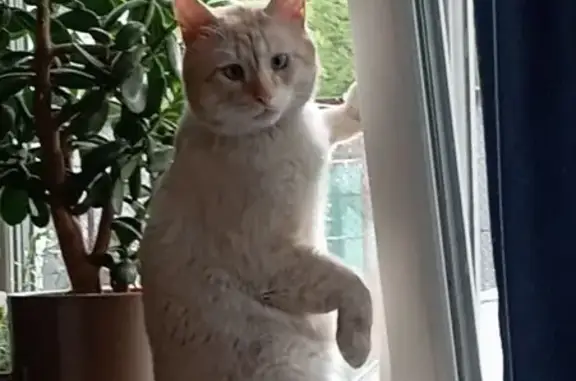 Пропал кот Кузя, Кленовая ул. 28, Элитный