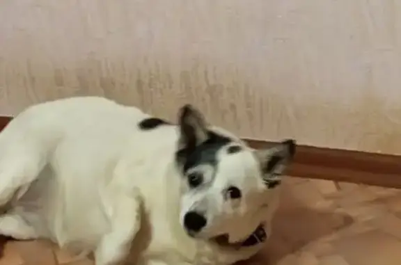 Пропала собака, Партизанская ул., 21, Казань