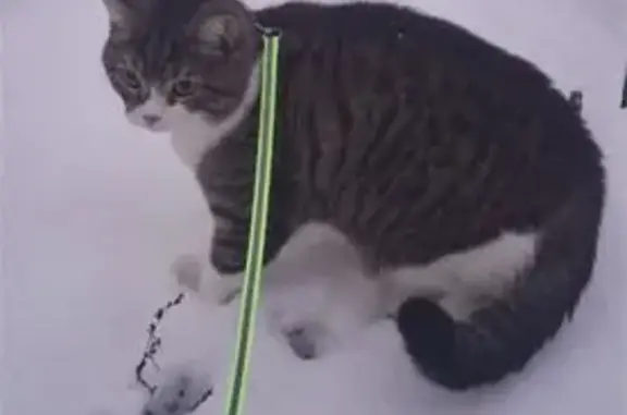 Кошки потеряшки, Петрозаводск, фото: Потеряшка кошка, Лесная 17А, Петрозаводск