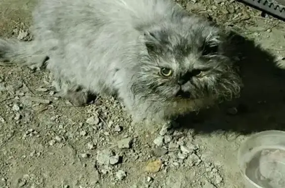 Найдена кошка, Дедовск, фото: Кошка найдена, ул. Гагарина, 16А, Дедовск