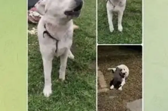 Найдена собака, Павловский Посад, фото: Потеряна собака, Павловский Посад