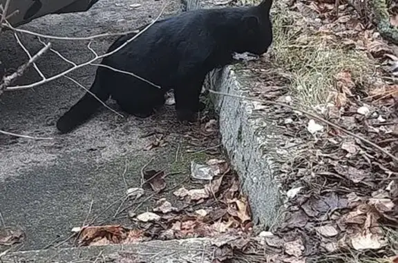 Найденные животные Дубна, фото: Черная кошка найдена: Понтекорво, 10, Дубна