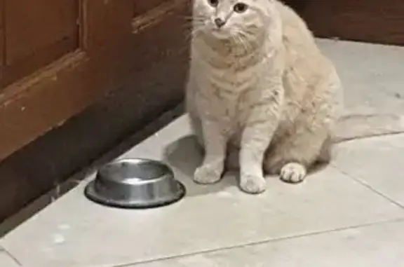 Пропала кошка, ул. Коммунистическая, 28