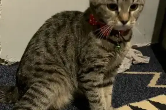 Пропала кошка, ул. Дзержинского 5, Семилуки