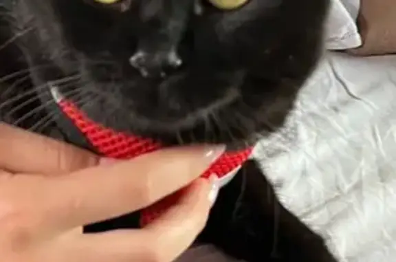 Пропал черный кот, Кольцевая ул., 140