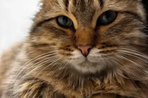 Пропала кошка, Орск, ул. Пестеля, 13