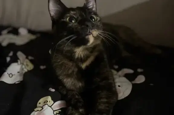 Пропала кошка, наб. Фонтанки, 187, СПб