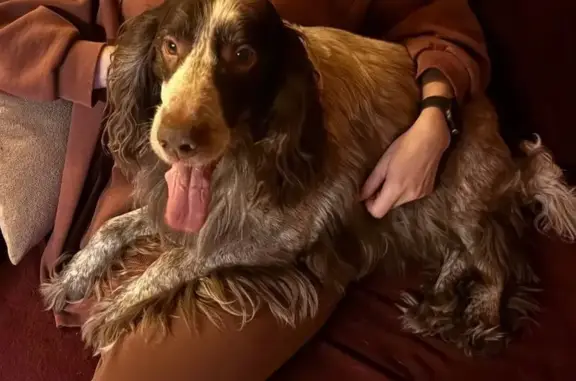 Найдена собака, Конаковский муниципальный округ, фото: Собака найдена: Почтовая ул, 7, Дмитрова Гора