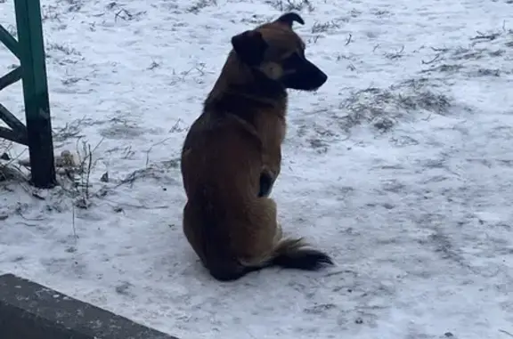 Найдена собака, Тюмень, фото: Собака найдена: Червишевский тракт, 66