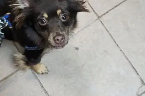 Найдена собака, Калининград, фото: Собака найдена на ул. Фермора, 8, Калининград