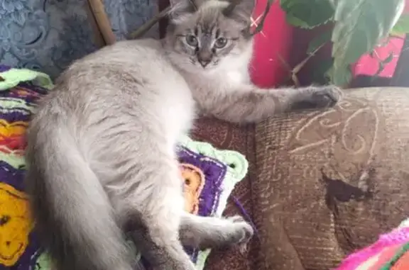 Пропала кошка, Интернациональная 73А