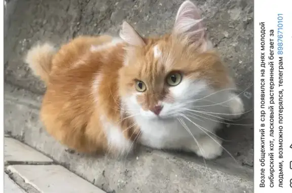 Найдена кошка, Чебоксары, фото: Кот найден на ул. Мичмана Павлова, Чебоксары
