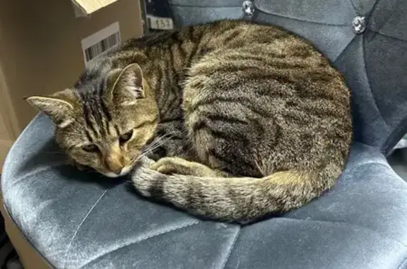 Найдена кошка, Тамбов, фото: Найдена кошка, ул. Горького 31 к1, Тамбов