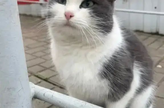 Найдена кошка, Чебоксары, фото: Кошка найдена у Магнита, пр. Горького 7А