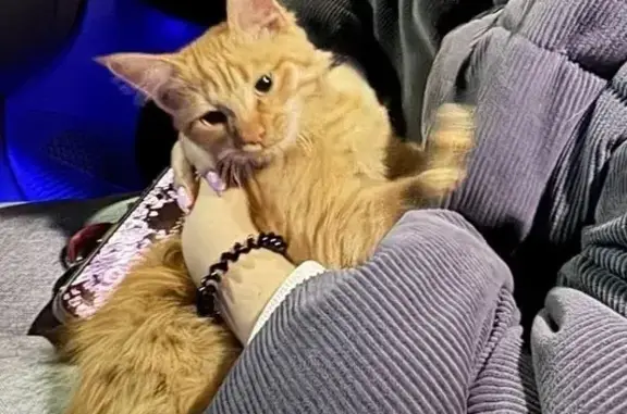 Найдена кошка, Оренбург, фото: Кошка найдена, ул. Саморядова, 6, Оренбург