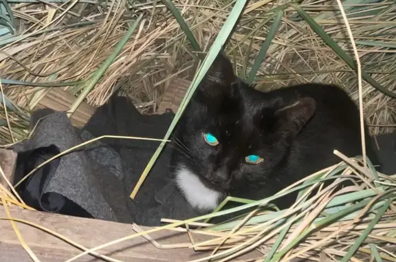 Найдена кошка, Чебоксары, фото: Кошка найдена: пр. М. Горького, 13/22, Чебоксары