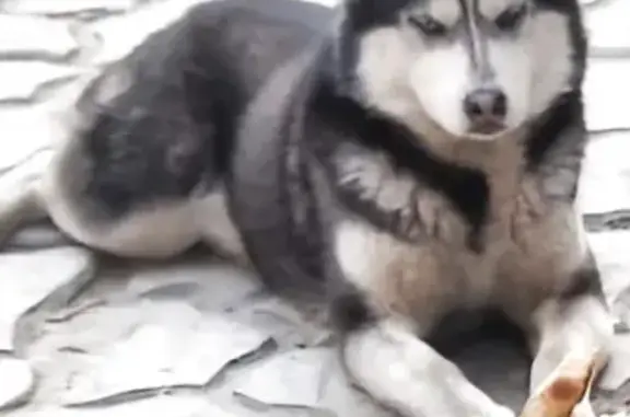 Пропала собака, 8-я линия 75, Ростов-на-Дону