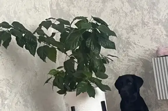 Собаки потеряшки, Ачинск, фото: Потеряшка собака, Микуцкого 2, Красноярск