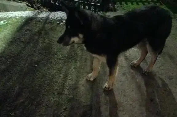 Найдена собака, Воронеж, фото: Собака найдена: Средне-Московская, 7, Воронеж