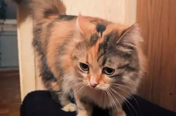 Найдена кошка, Санкт-Петербург, фото: Кошка найдена на Народного Ополчения, 123