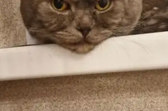 Найдена кошка, Нижний Новгород, фото: Котик найден на ул. Смирнова, Н. Новгород