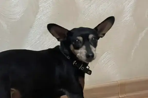 Найдена собака, Калининград, фото: Найдена собака, Галактическая 12, Калининград