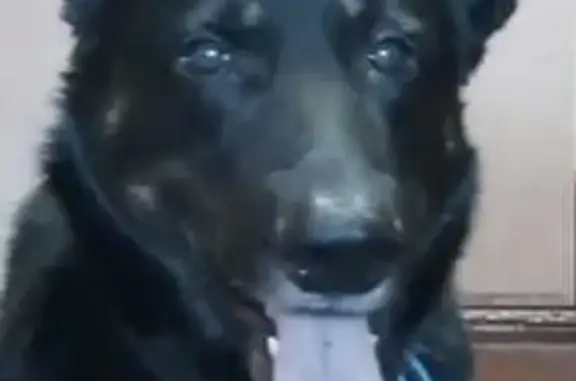 Пропала собака в Ветрово, 4