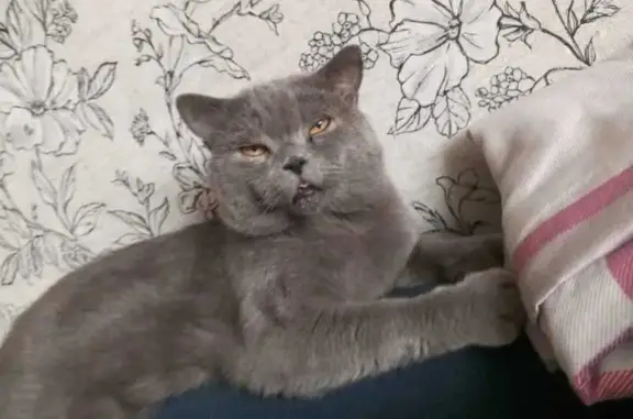 Пропала кошка, ул. Черемнова 82, Новокузнецк