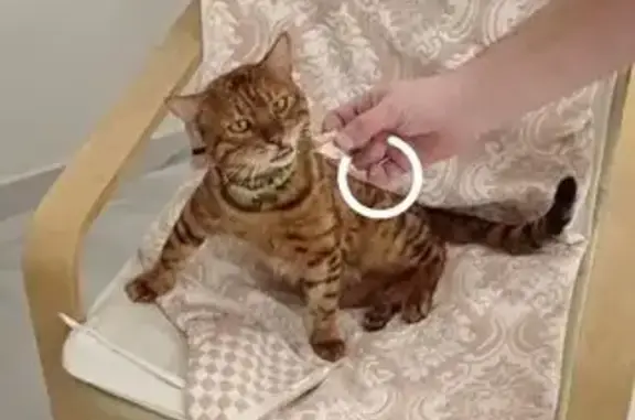 Пропал бенгальский кот, ул. Киевская, Крым