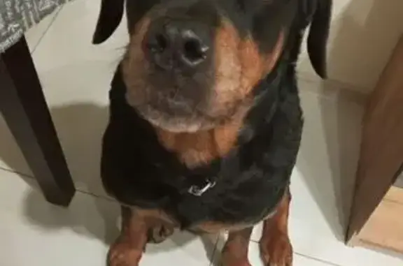 Пропала собака, ул. Смоленская, Севастополь