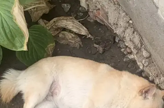 Собаки потеряшки, Волгоград, фото: Потеряшка собака Жасмин, Волгоград, Алийская 43