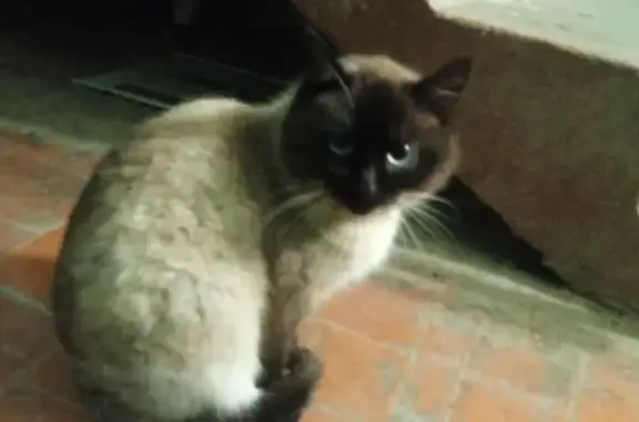 Найденные животные Казань, фото: Кошка найдена: Краснококшайская 83, Казань