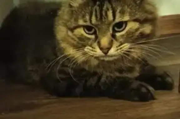 Пропал кот в Домодедово, Московская область