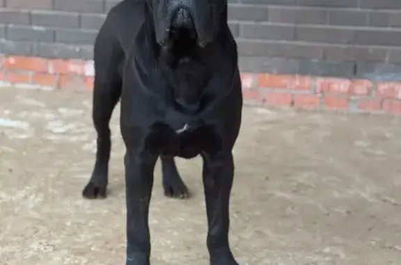 Пропала собака в Долматово, Тверская обл.