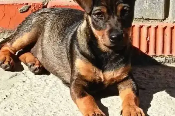 Пропала собака, ул. 5 Августа, Белгород