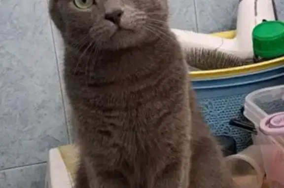 Кошки потеряшки, Хабаровск, фото: Потеряшка кошка, Войсковая 1, Хабаровск