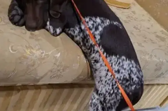 Найдена собака, Ставрополь, фото: Собака найдена, ул. Доваторцев, Ставрополь