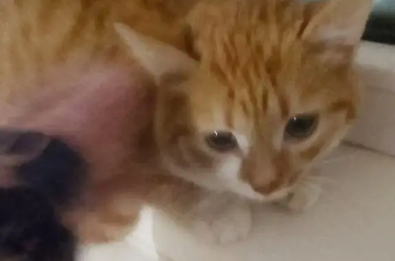 Найдена кошка, Пермь, фото: Рыжая кошка найдена на Комсомольском, 77