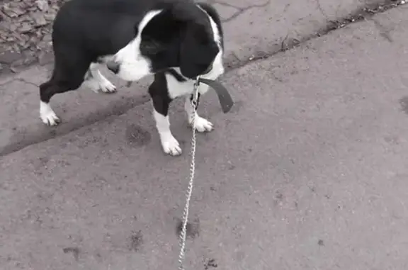 Найдена собака, Бобров, фото: Собака найдена: Бобров, Воронежская обл.