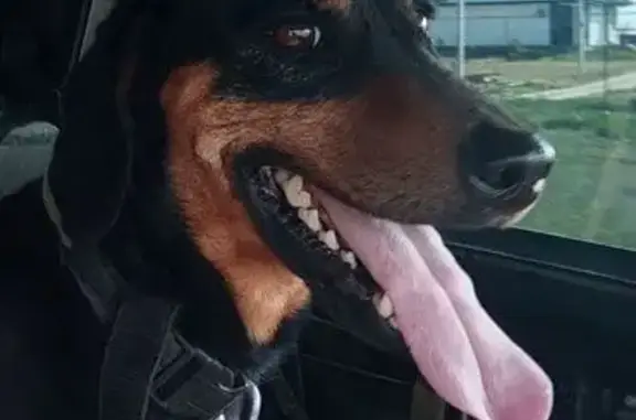 Пропал пёс Чак, Красноярское СП, Саратовская обл.