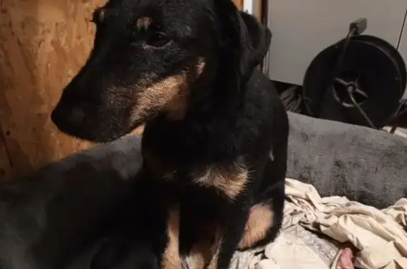 Пропала собака, Красноярское с/п, Саратовская обл.