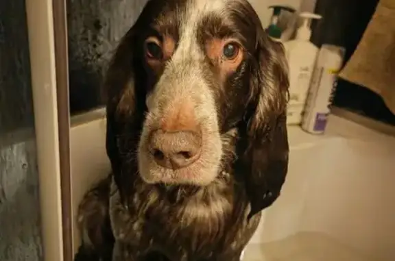 Найдена собака, Малое Новоселье, фото: Спаниель найден: Дмитрова Гора, Тверь