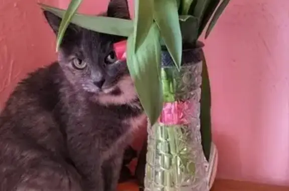 Пропала кошка, Кохомское ш., 7, Иваново